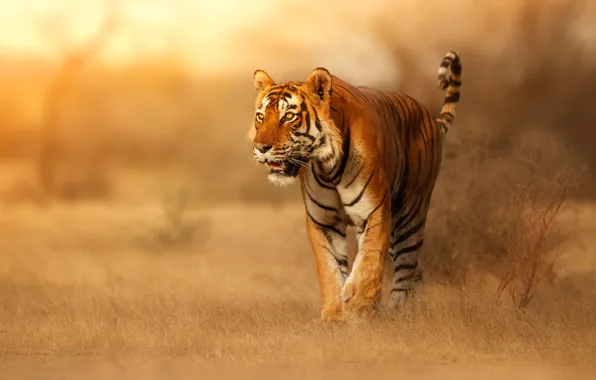 Picture look, nature, tiger, walk