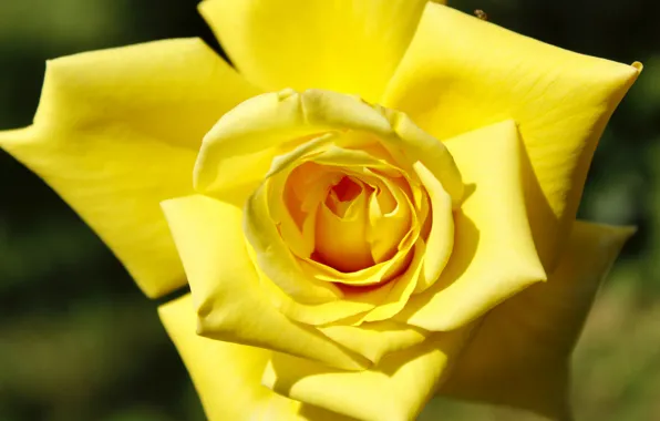 Flower, macro, rose, petals, Bud, yellow