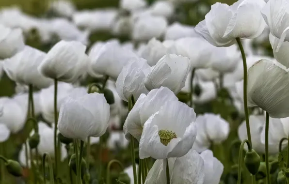 Drops, flowers, Maki, white, poppy field
