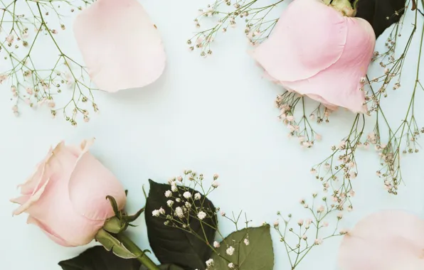 Flowers, roses, pink, flowers, roses