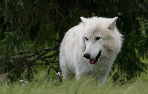 Forest, language, white, look, branches, nature, pose, wolf