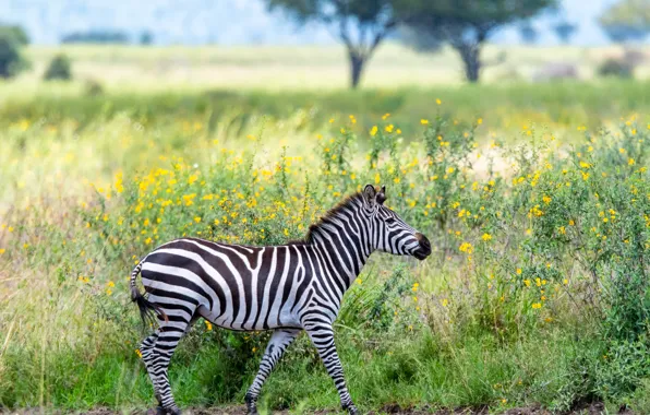 Field, grass, flowers, Zebra, cub, the bushes, teen, sebranek