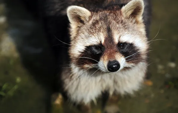 Picture look, face, raccoon