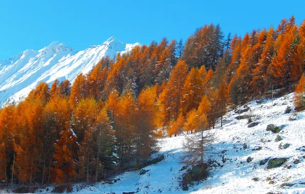 Autumn, the sky, snow, trees, mountains, slope