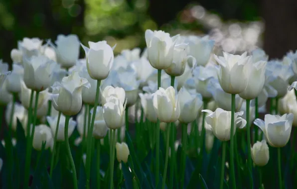 Field, stems, petals, tulips, white, bokeh
