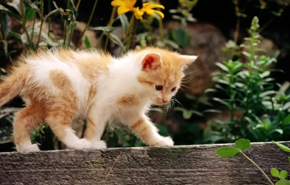 Cat, white, cat, flowers, kitty, red, cat