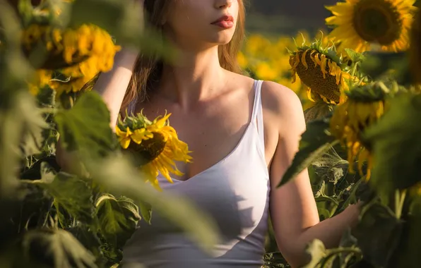 Sunflowers, photoshoot, Clear, Maciej Werbliński