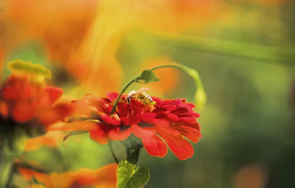 Picture flower, red, bee, background, blur