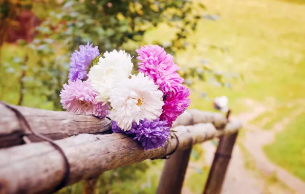 Picture flowers, nature, bouquet