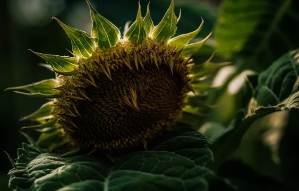 Flower, summer, leaves, macro, nature, sunflower, seeds, sunflower