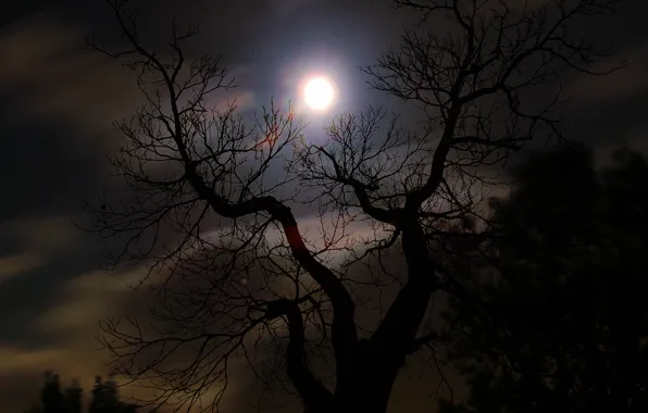 Tree, Night, Silhouette, Moon, Tree, Night, The full moon, Moonlight
