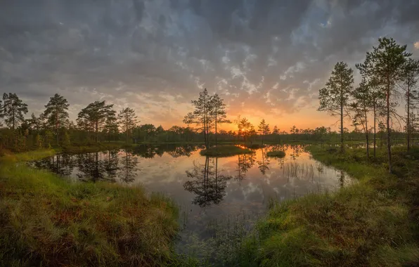 Grass, water, trees, the evening, pine, sunset, A summer evening in the marshes, Mikhail Shirobokov