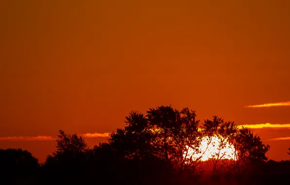 The sky, the sun, clouds, trees, sunset, silhouette