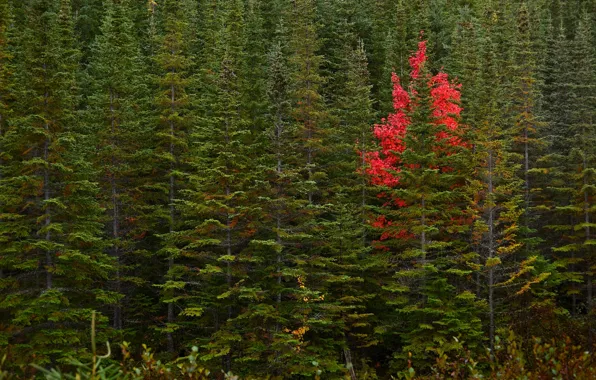 Picture autumn, forest, trees, Canada, Canada, Newfoundland, Newfoundland