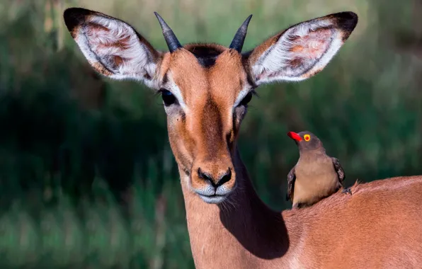 The sun, nature, bird, deer, muzzle, horn, ears, bokeh