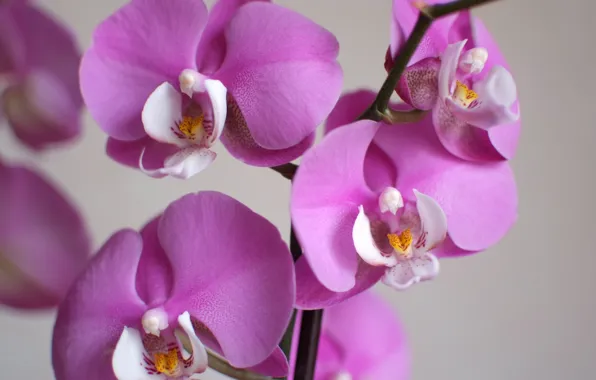 Macro, flowers, petals, orchids, Orchid