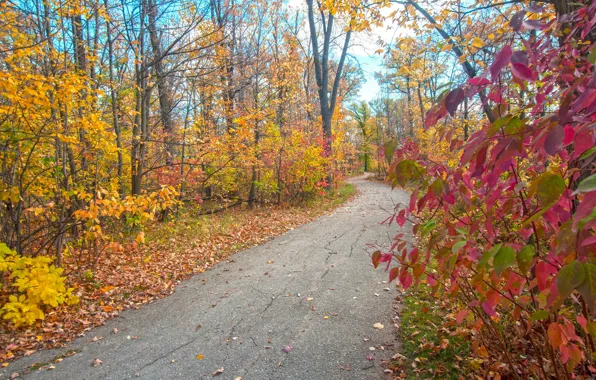 Autumn, leaves, Park, track