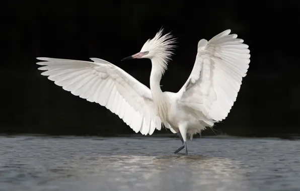 Picture water, bird, wings, white, Heron