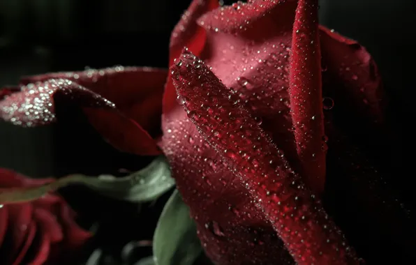 Drops, macro, Rose, petals, rose, red, macro, bokeh