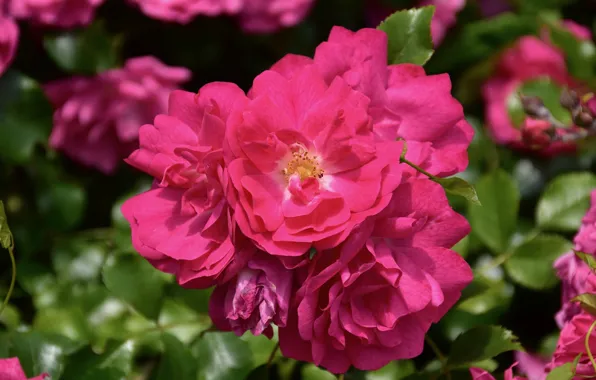Picture summer, leaves, flowers, roses, garden, pink, flowering, a lot