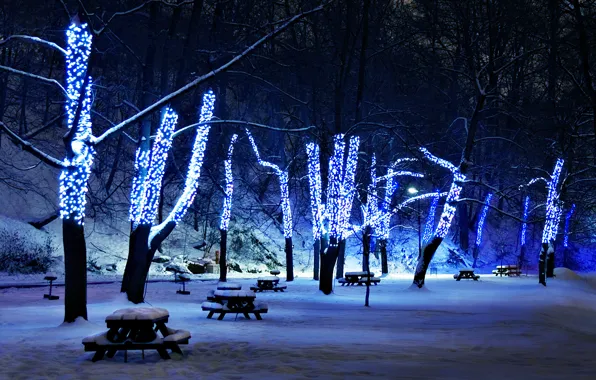 Snow, trees, illumination