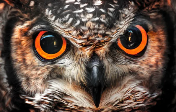 Look, owl, bird, beak, eyes