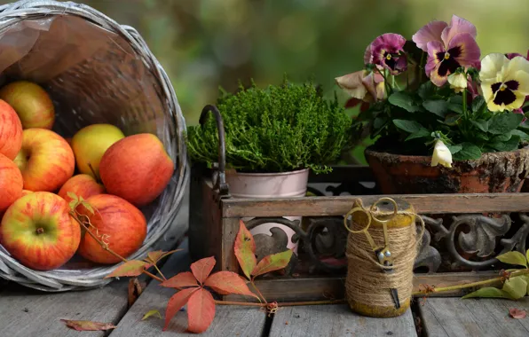 Leaves, flowers, apples, Board, plant, rope, garden, box
