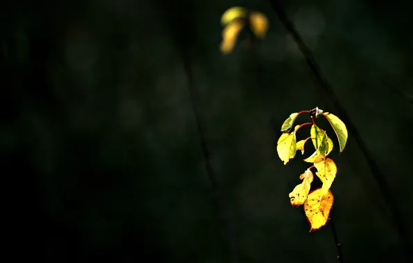 Picture branches, darkness, leaves, young