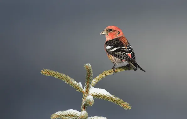 Picture nature, bird, White-winged crossbill