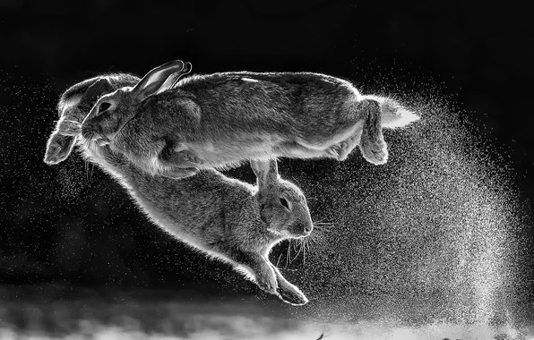 Picture animals, nature, hare