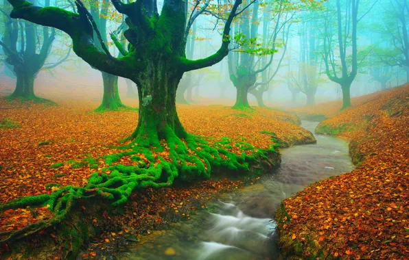 Autumn, trees, river, stream, foliage, moss, Spain, November