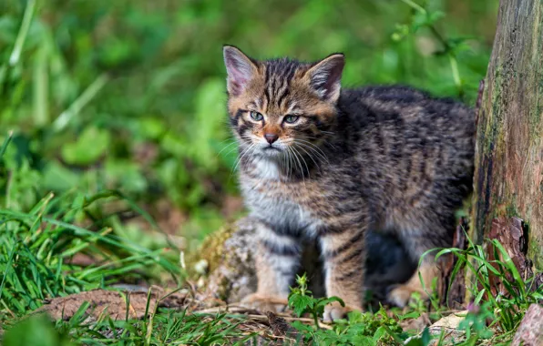 Greens, cat, summer, grass, cat, look, light, nature