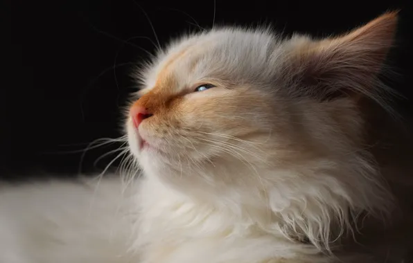Cat, white, face, the dark background, kitty, Neva masquerade, red-point