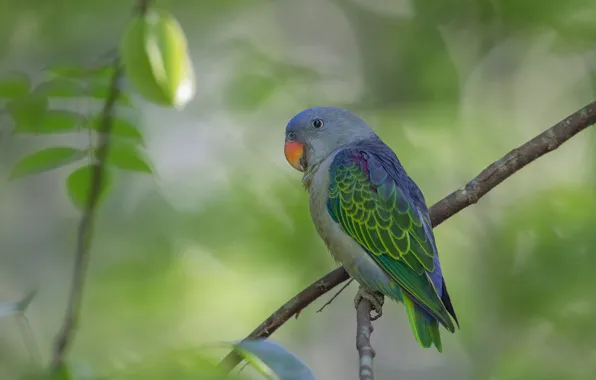 Picture branches, bird, parrot, bokeh, Krasnolesy parrot