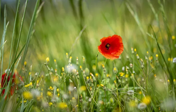 Summer, flowers, Mac, Maki, yellow, meadow, red, field