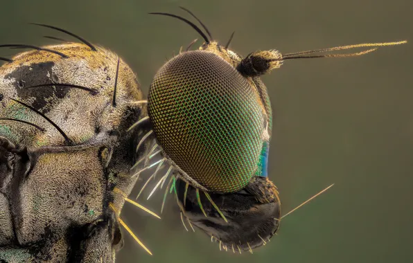 Macro, nature, insect