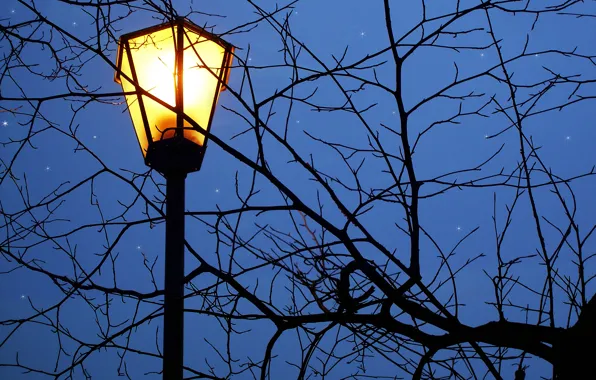 Stars, night, branches, lantern