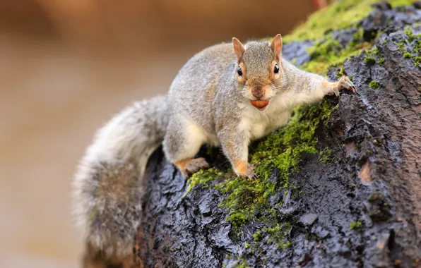 Pose, background, moss, stump, walnut, protein, animal, grey