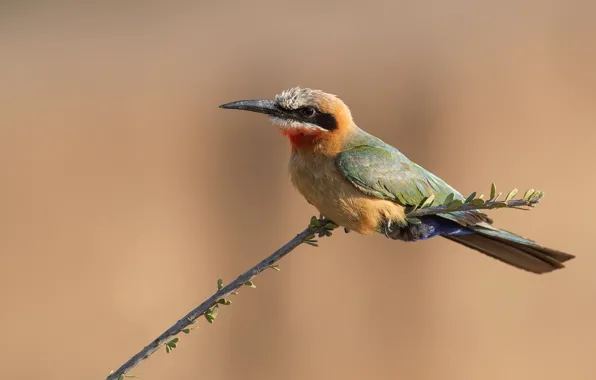 Picture branches, sprig, background, bird, schurka, bald-headed bee-eater