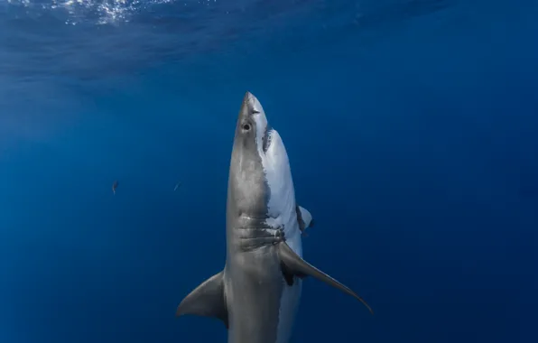 Picture surface, predator, shark, ambush, vertical, predator, shark, sunlight