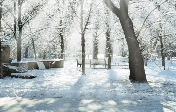 Picture winter, the sun, rays, snow, Park, benches, Snow trees, dervla