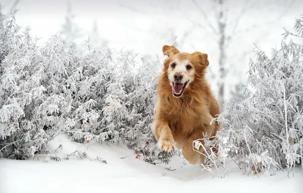 Winter, each, dog