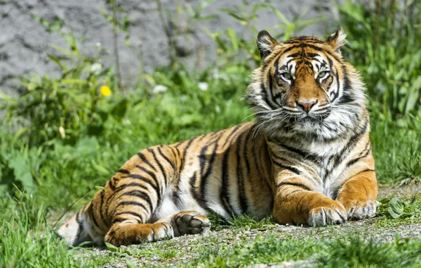 Picture grass, look, tiger