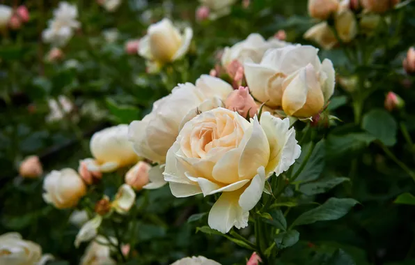 Leaves, flowers, roses, garden, white, buds, bokeh, cream