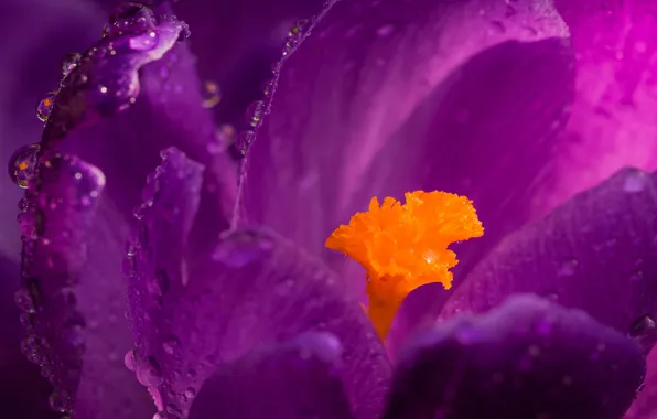 Flower, drops, macro, flowers, lilac, pink, spring, petals