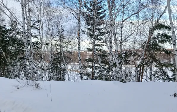 The sky, snow, nature, winter, Winter, dal, day, birch