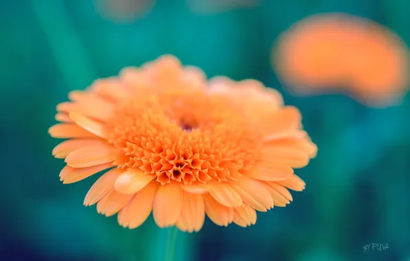 Picture flower, macro, orange, Wallpaper, petals, green, pulls