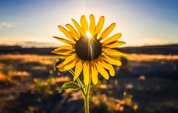 Picture leaves, the sun, petals, stem, Bud, sunflower
