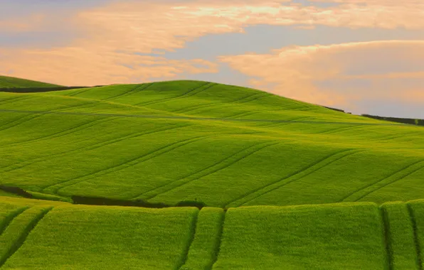 Greens, field, grass, photo, hills, landscapes, field, beautiful Wallpaper