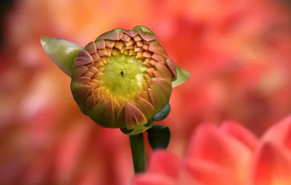 Flower, macro, Bud, Dahlia